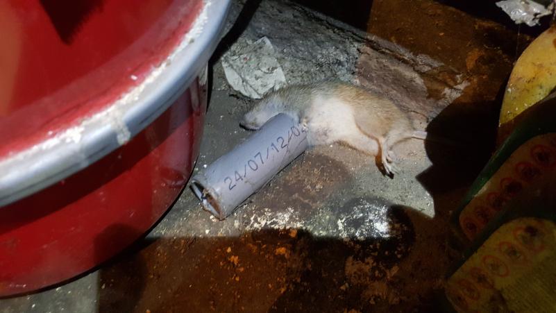 Rat mort après la dératisation d'une cave. Lens
