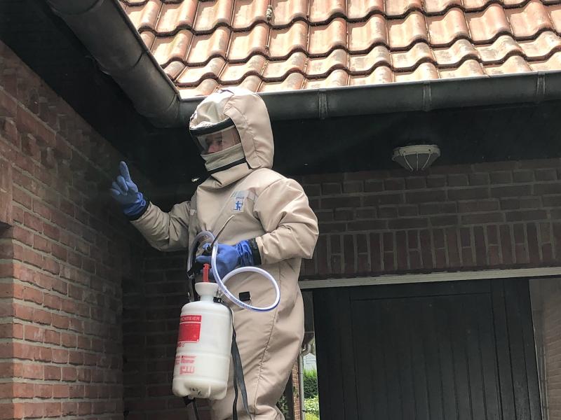 Destruction d'un nid de guêpes sous toiture Cambrai