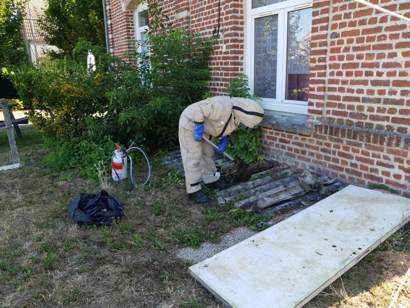 Destruction d'un nid de guêpes sous terre Valenciennes