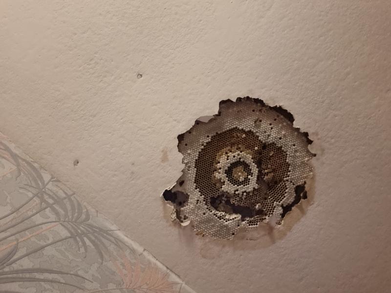 Nid de guêpes ayant percé le plafond d'une chambre, Orchies.