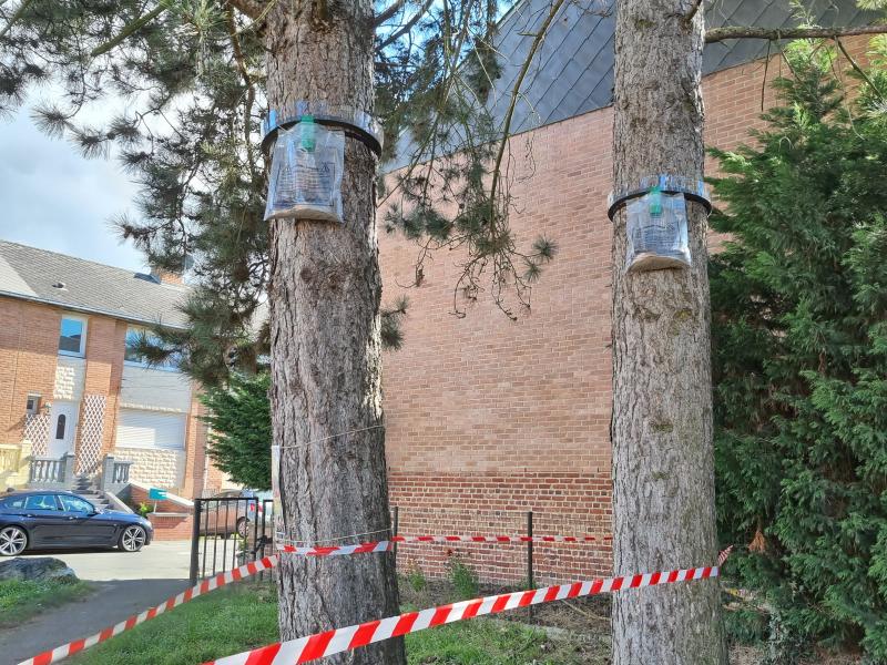 Pose de pièges écologiques pour la commune de Sin le Noble.